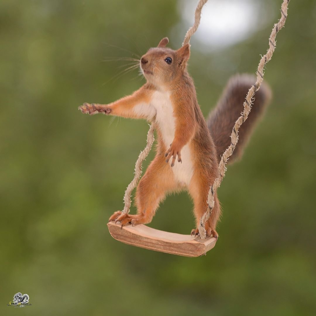 Крутая Белочка