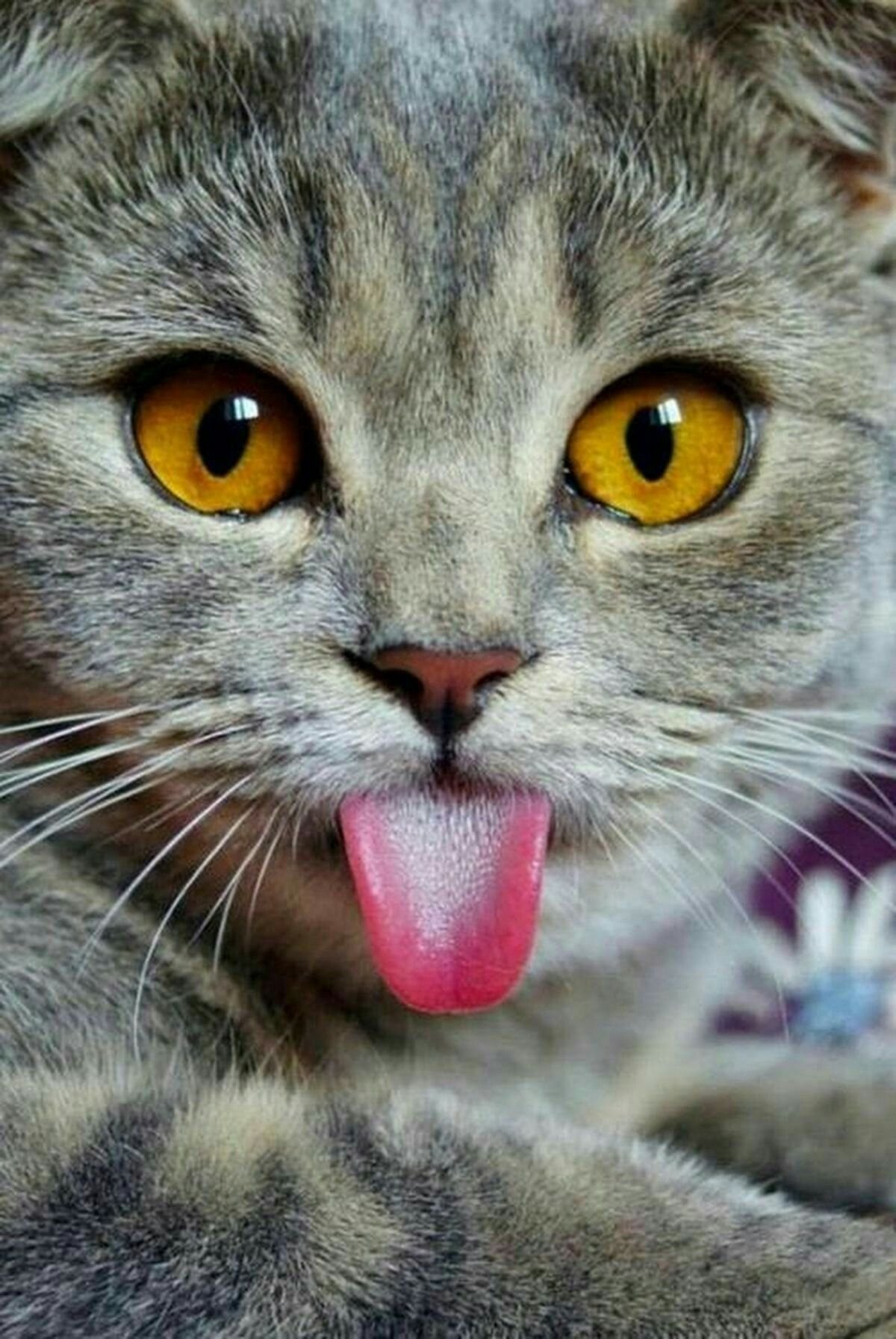 Лицо кисы. Кошачья морда. Кошка с высунутым языком. Смешной кот.
