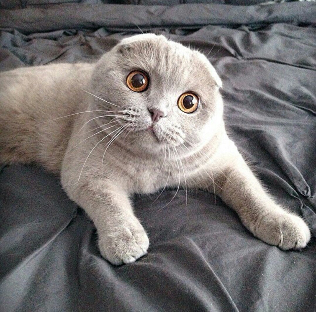 Скоттиш-фолд Шотландская вислоухая кошка серая