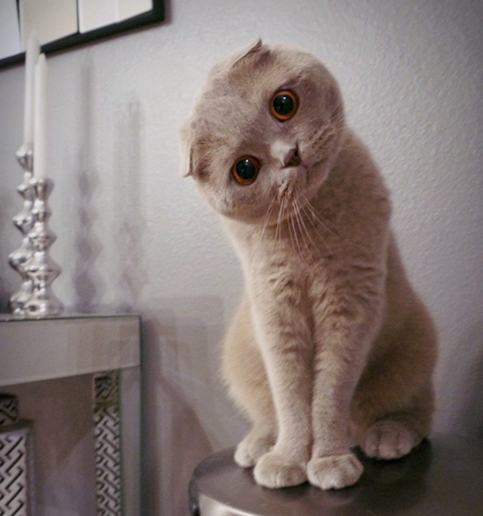 Шотландская вислоухая кошка смешная
