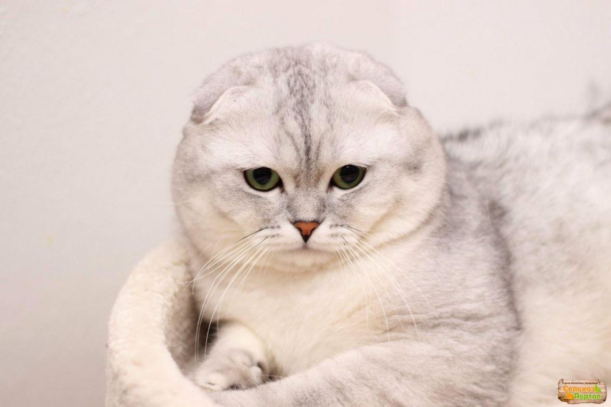 Серебристая шиншилла вислоухая