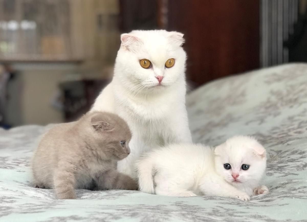 Scottish Fold Shorthair