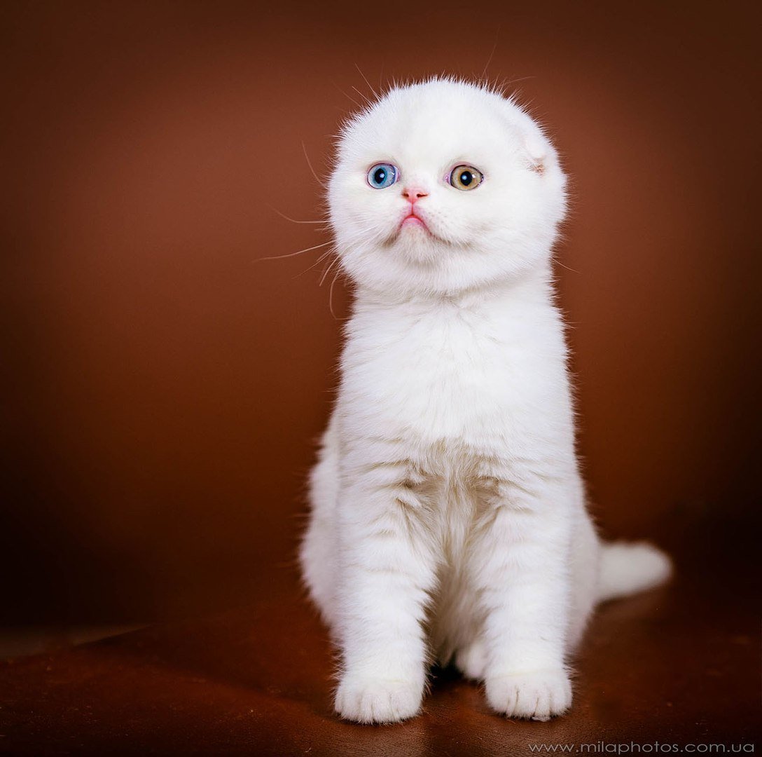 Скоттиш фолд белый