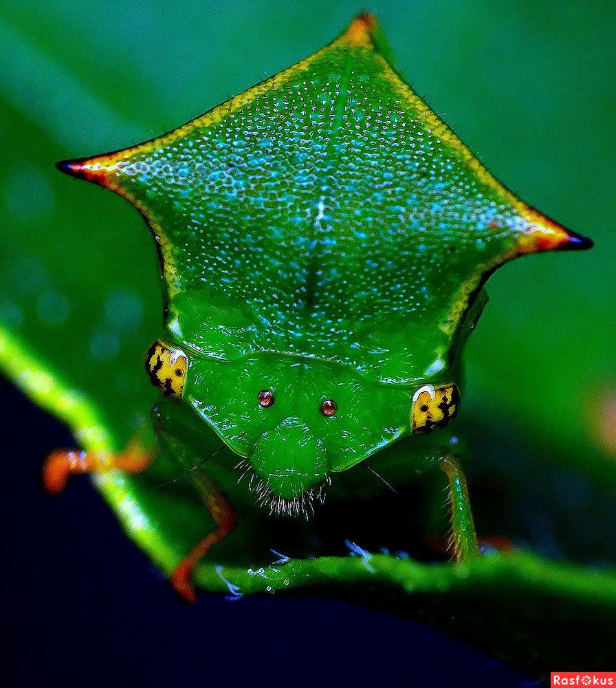 Тропические бронзовки