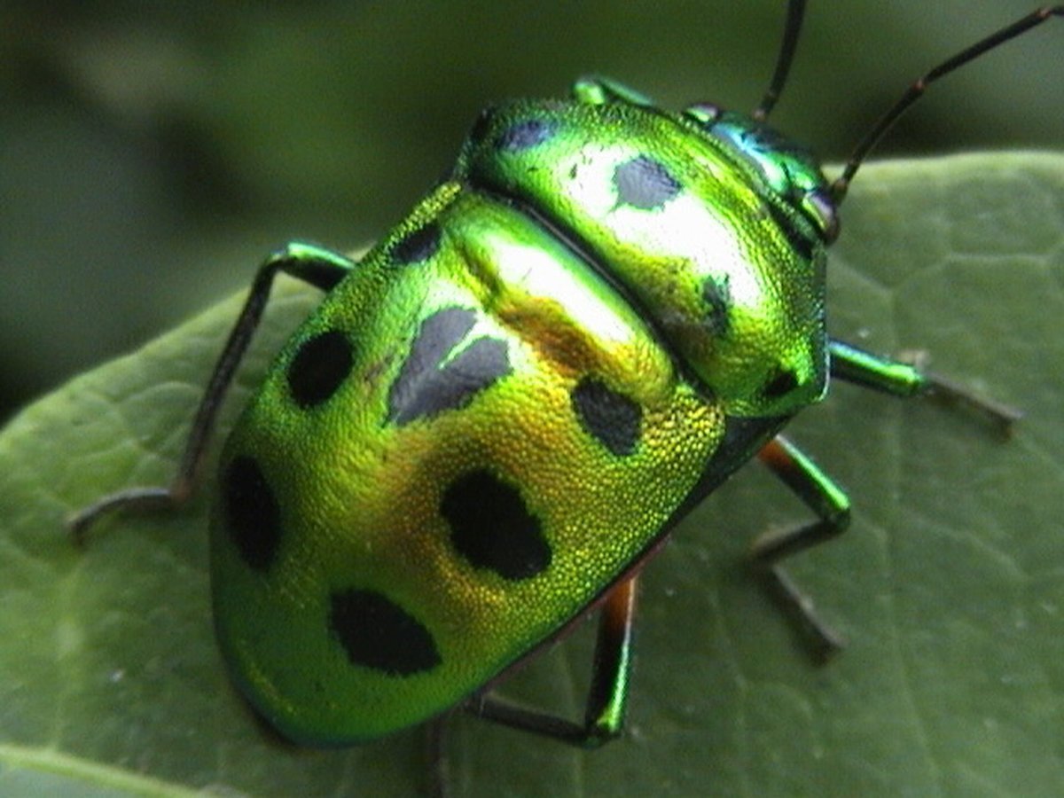 Навозный Жук зеленый