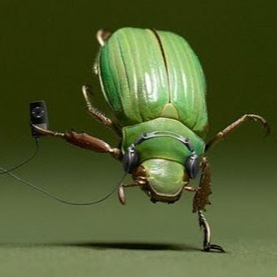 Ползающие насекомые