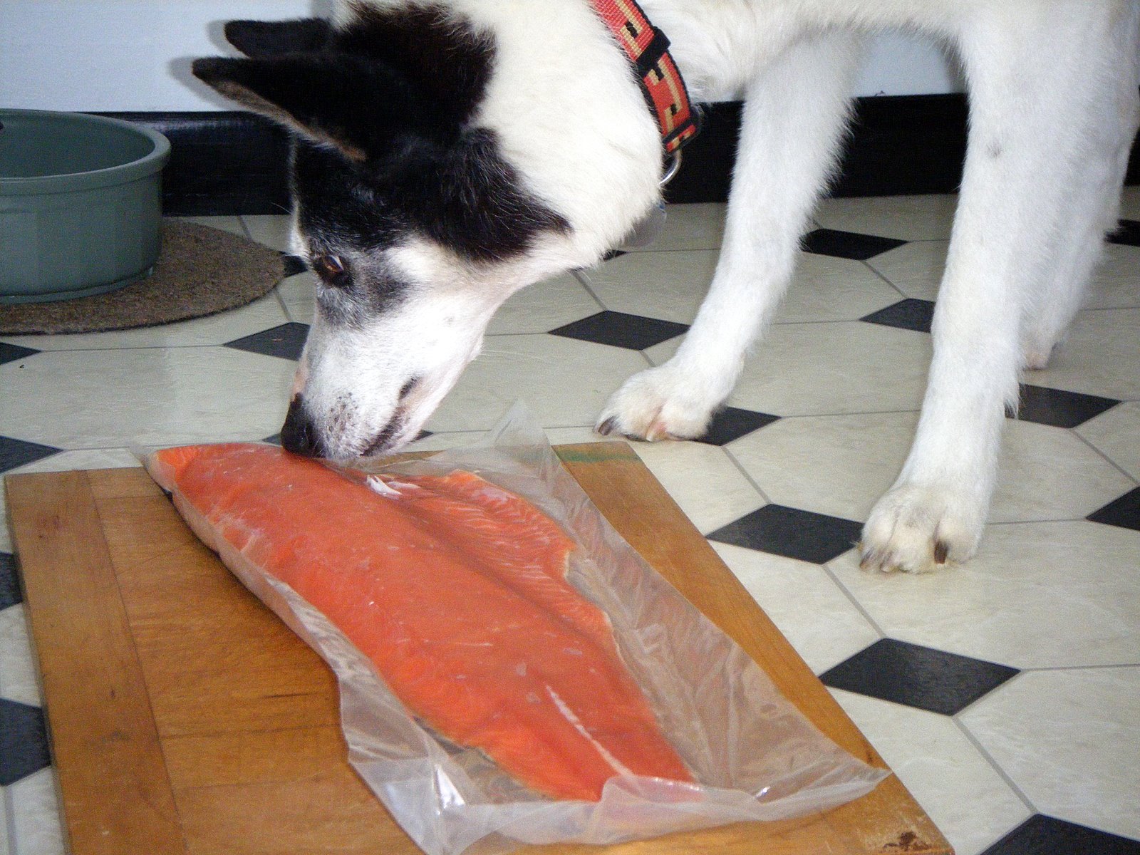 Сырую рыбу собаке. Собака ест рыбу. Лососевая собака. Собачий лосось. Собака ест красную икру.