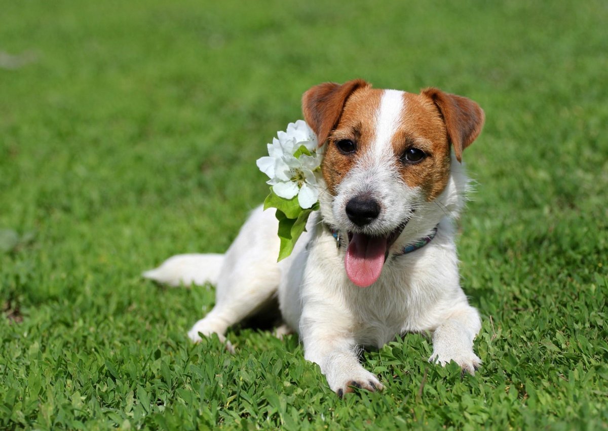 Джек-Рассел-терьер жесткошерстный