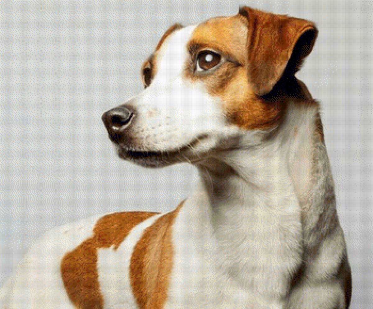 Джек Рассел foks