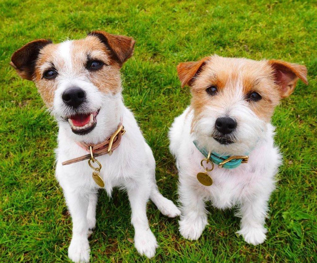 Терьер Джек Рассел терьер