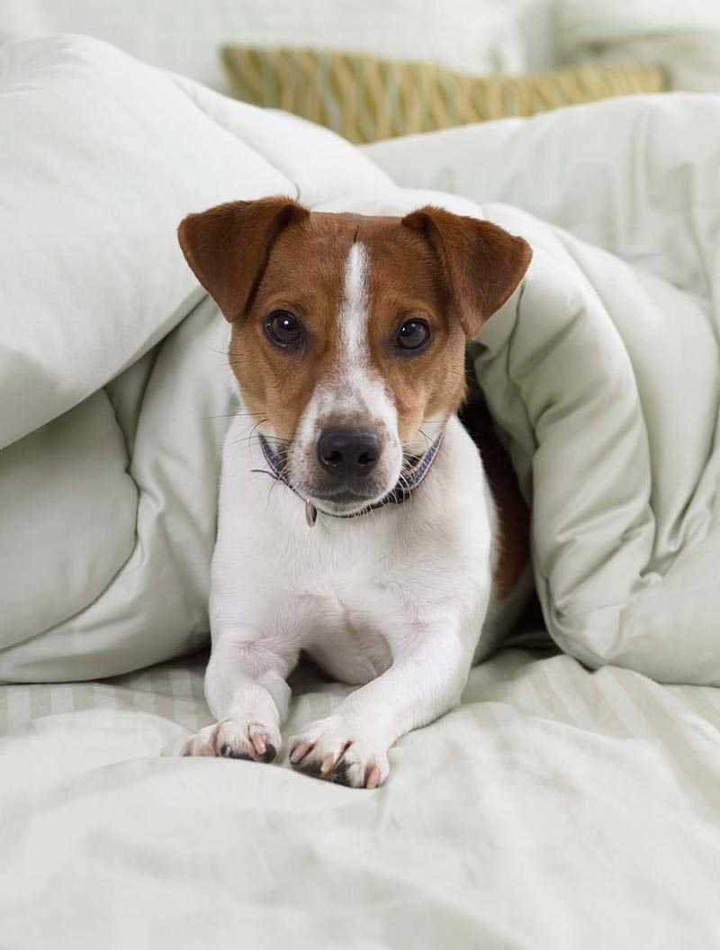 Джек-Рассел-терьер 6 месяцев