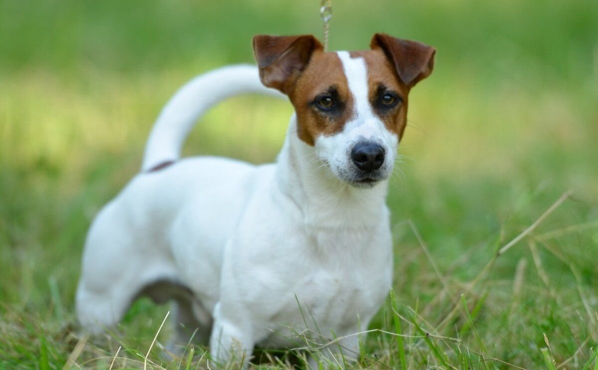 Парсон Рассел терьер гладкошерстный