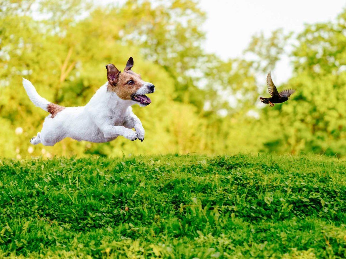 Джек Рассел терьер охотится