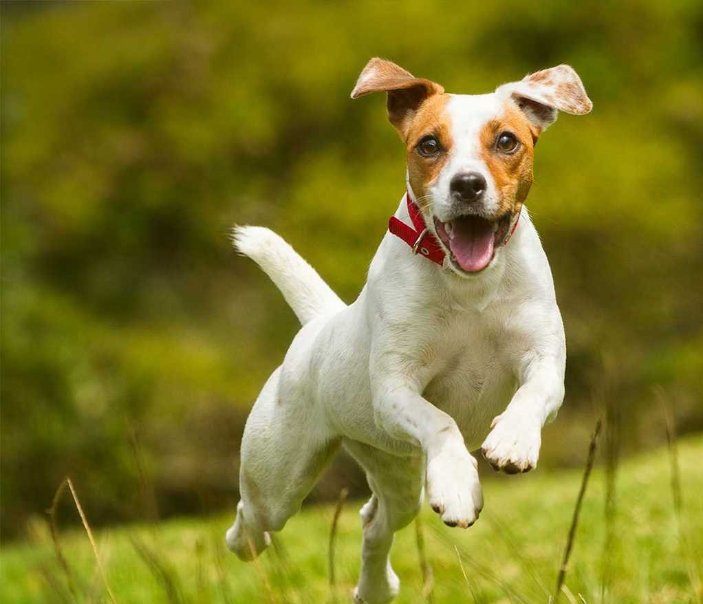 Джек-Рассел-терьер злой