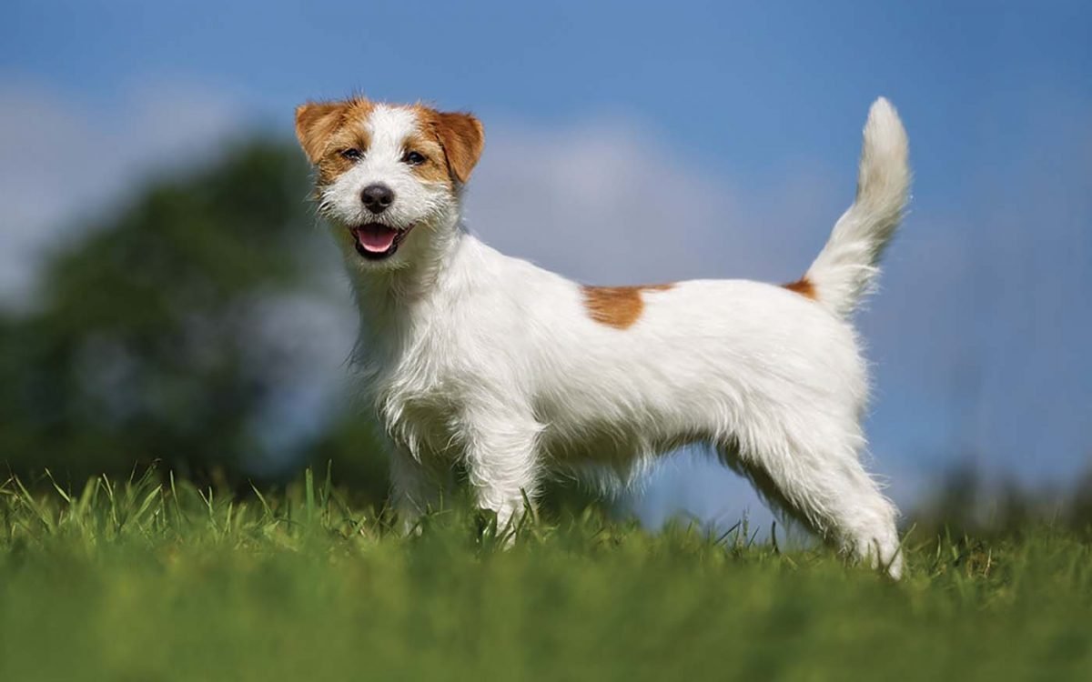 Джек-Рассел-терьер длинношерстный