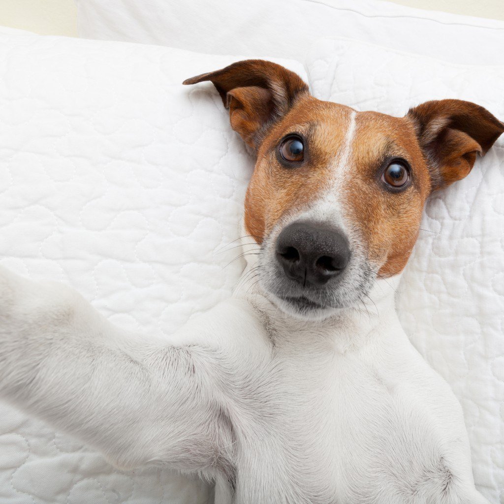 Собака Джек Рассел терьер