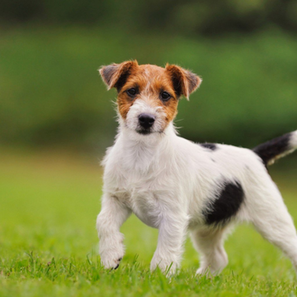 Рассел терьер длинношерстный