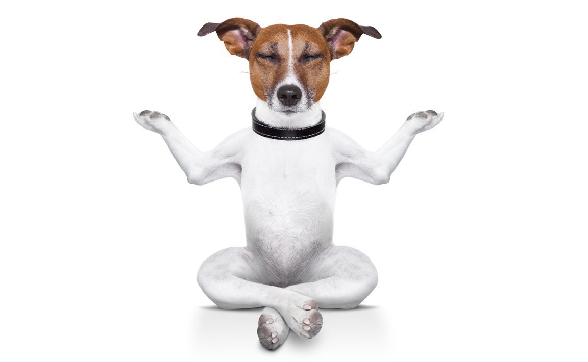 Джек Рассел