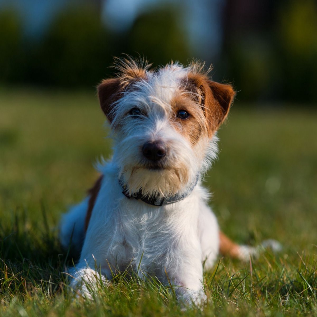 Джек-Рассел-терьер жесткошерстный