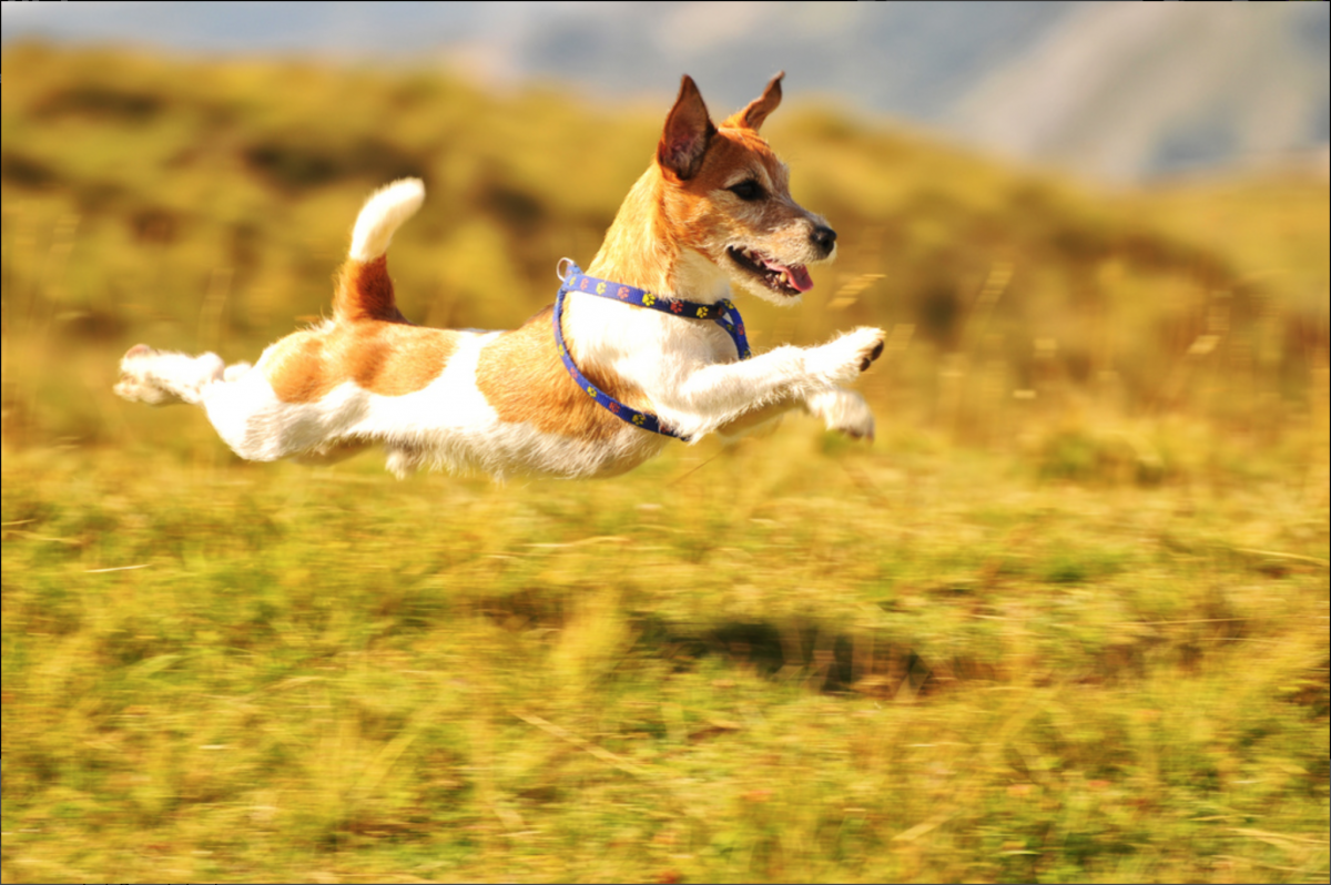 Джек Рассел терьер фрисби