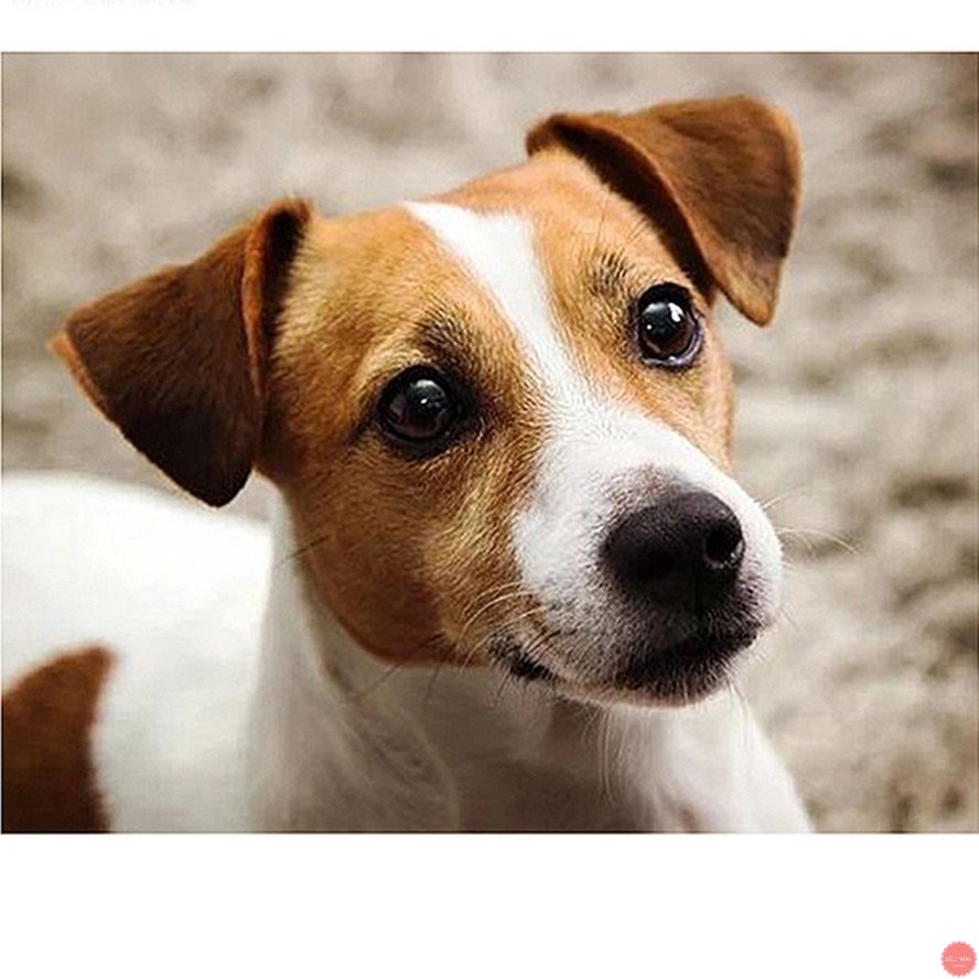 Джек Рассел