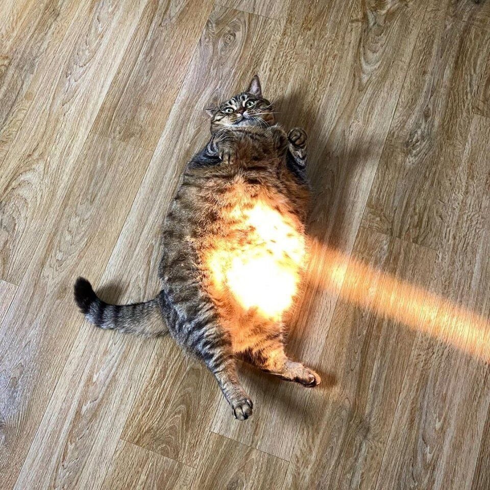 Внутри кота теплота