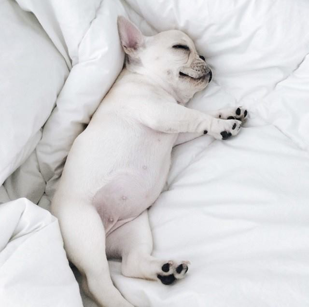 Пузатый щенок