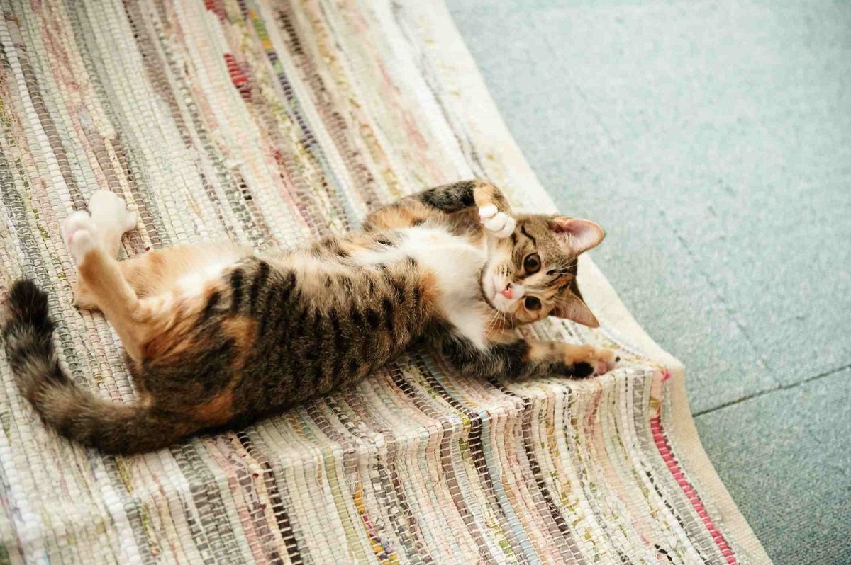 Кошка со спины