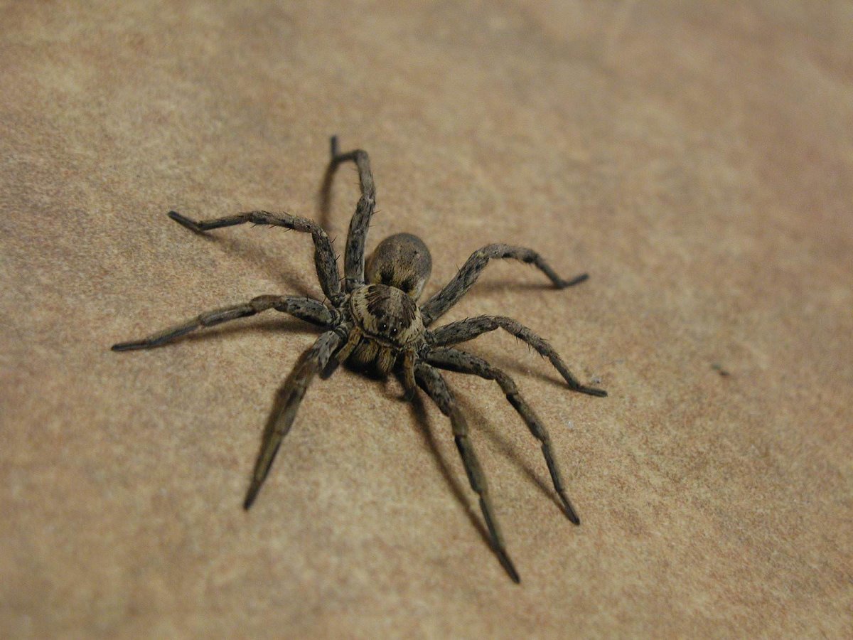 Паук малый Тарантул