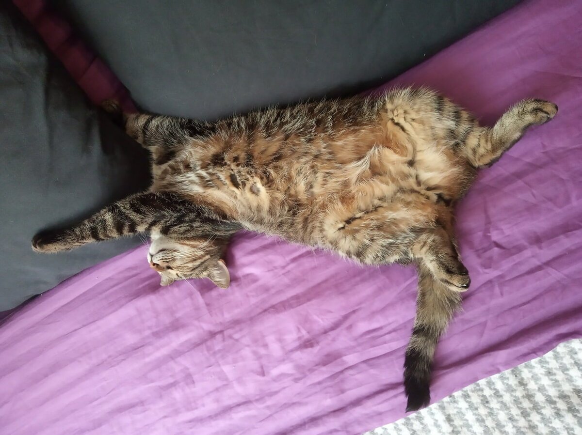 Кошка спит на спине