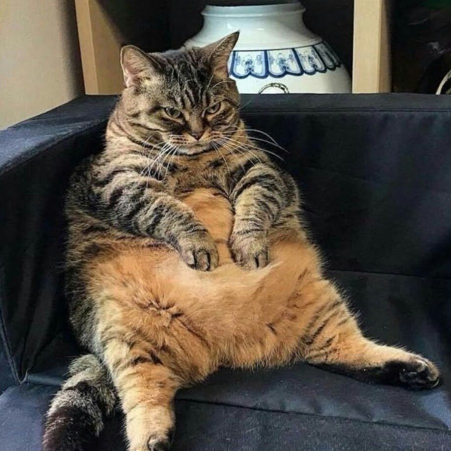 Ленивые коты