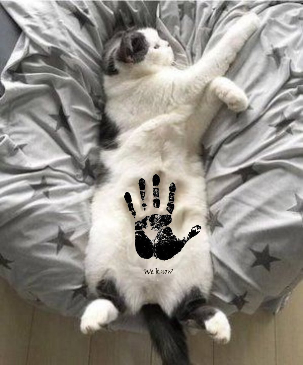 Кот животом кверху