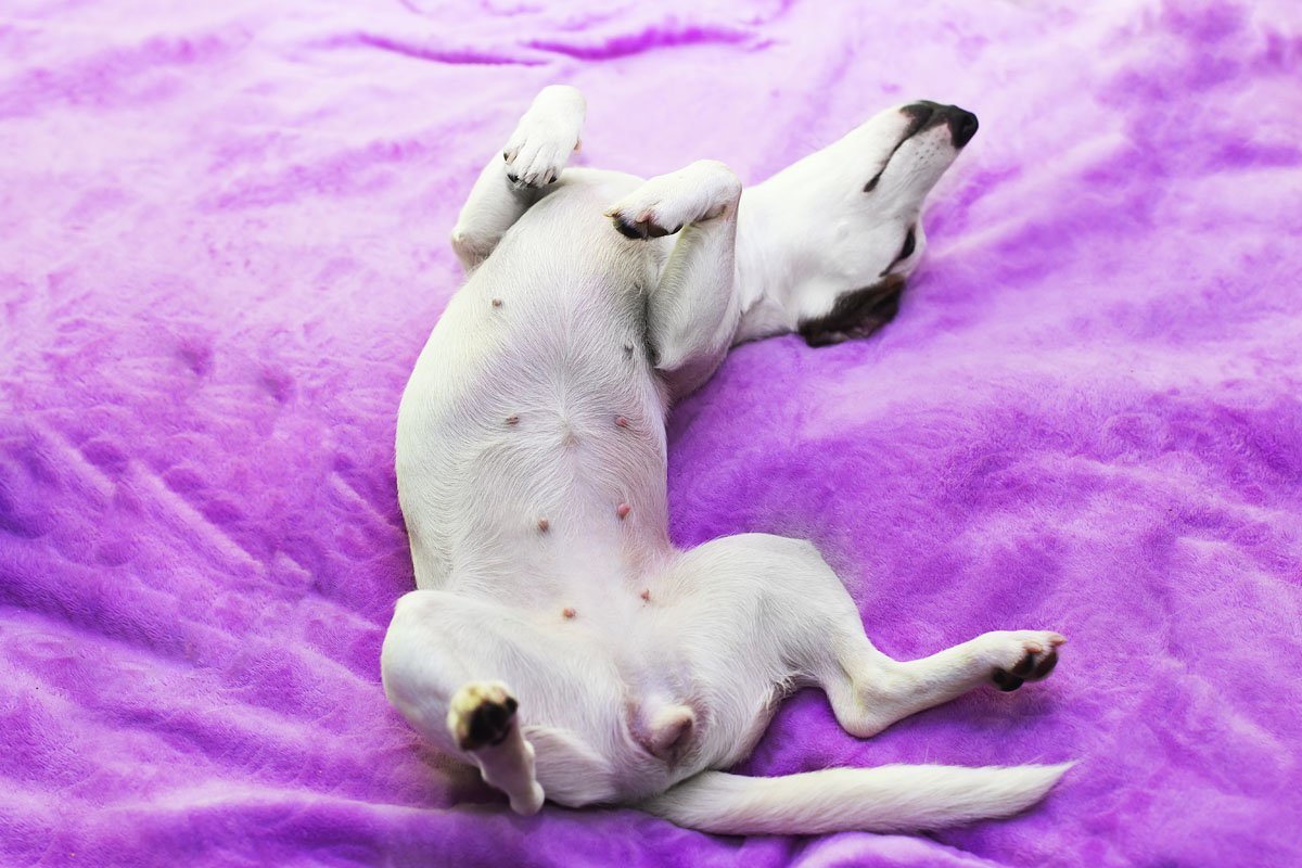 Щенок на спине