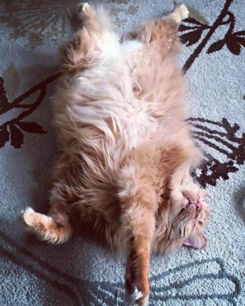 Рыжий кот пузо