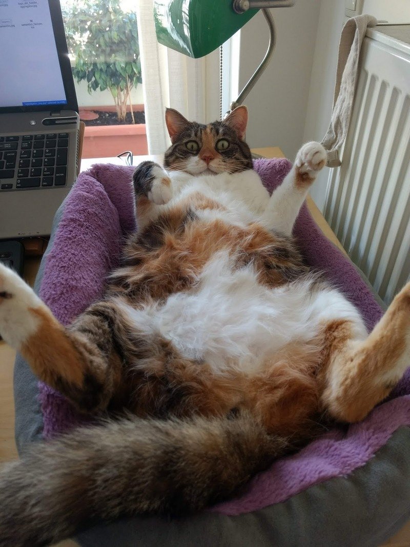 Кот лежит кверху пузом