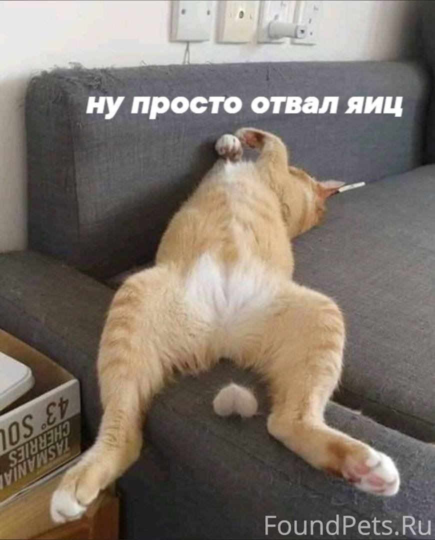 Яйца кота