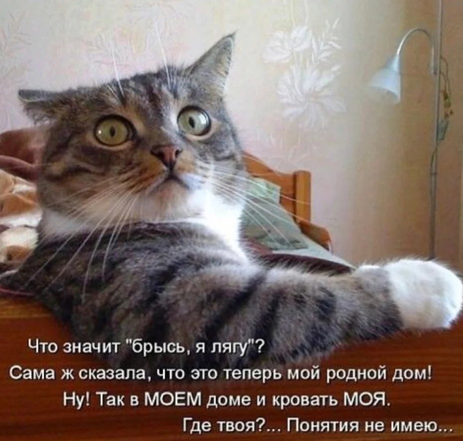 Шутки про котов