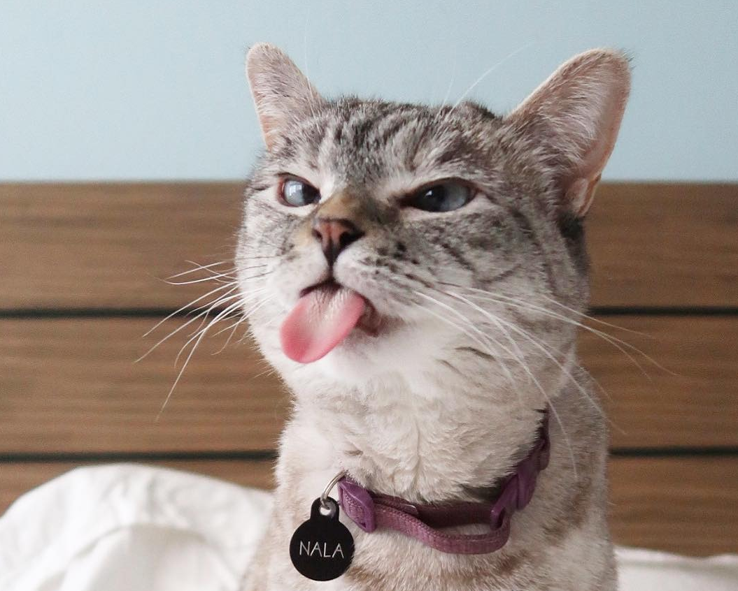 Вредный котик