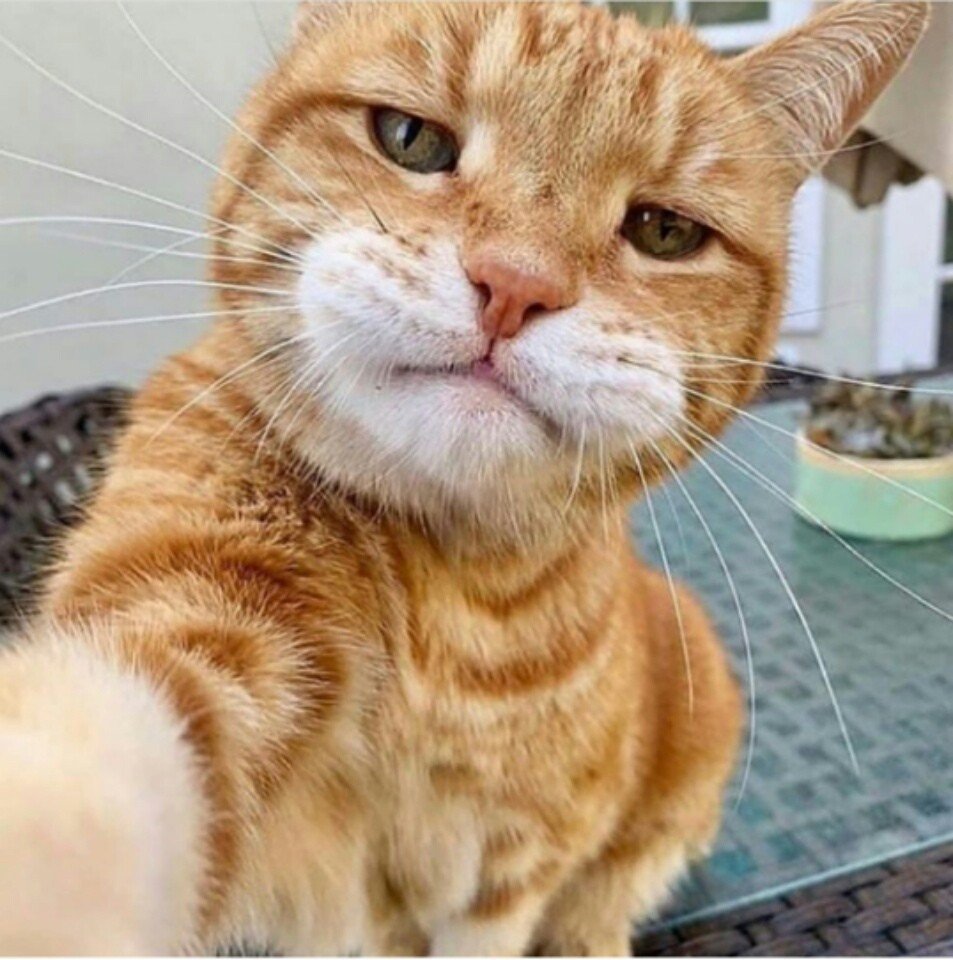 Рыжий кот селфи