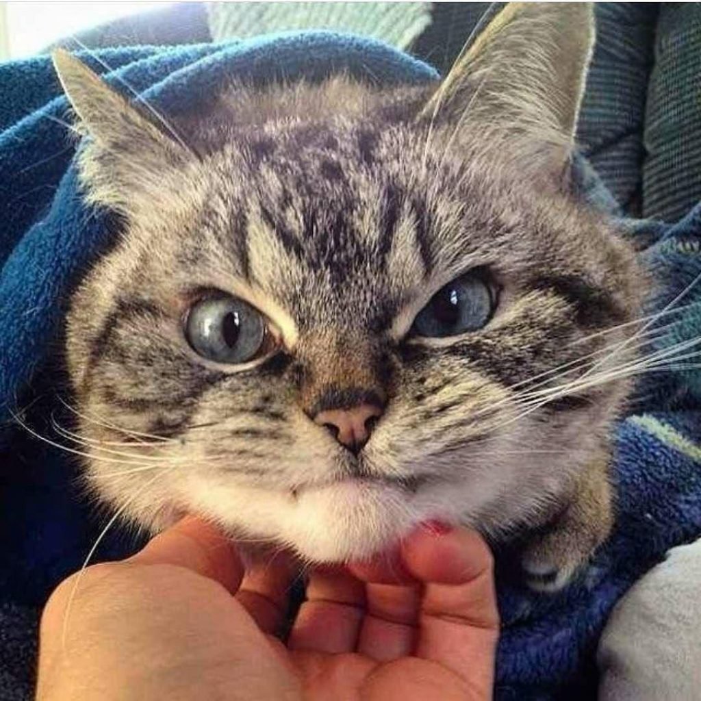 Злая милая кошка