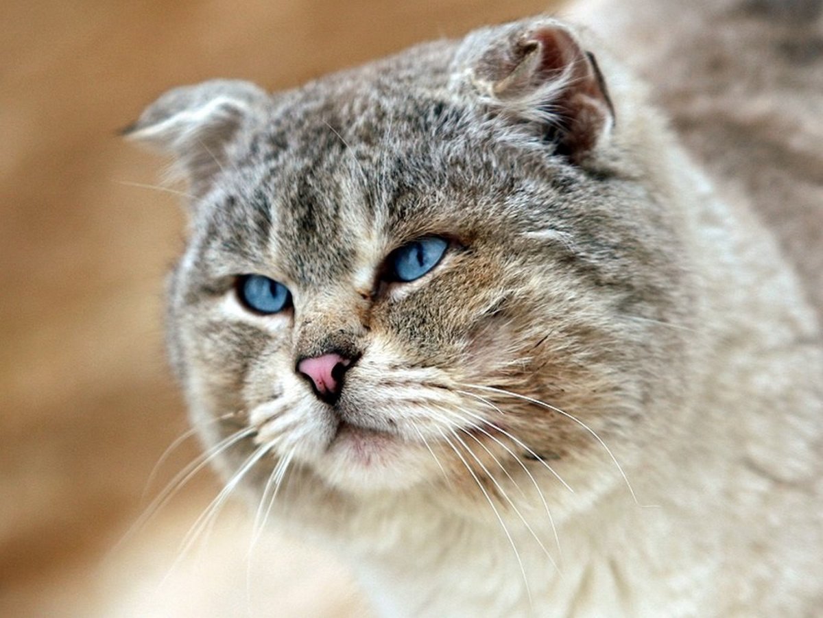 Злые коты с надписями