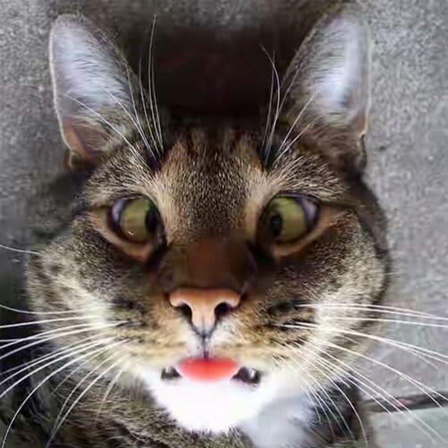 Неадекватный кот