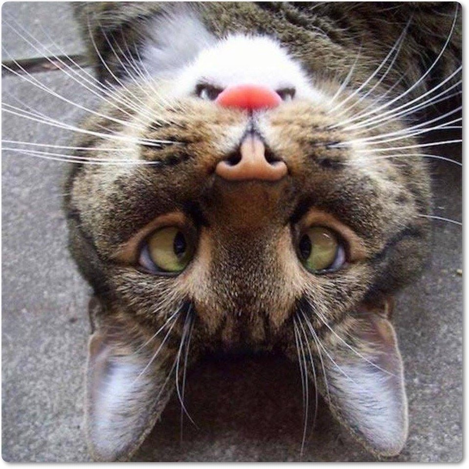 Смешная морда кота