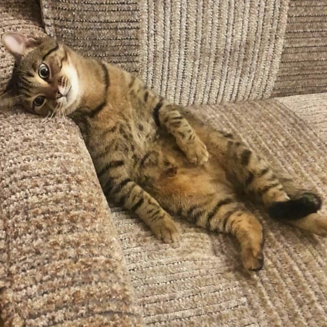 Котик устал