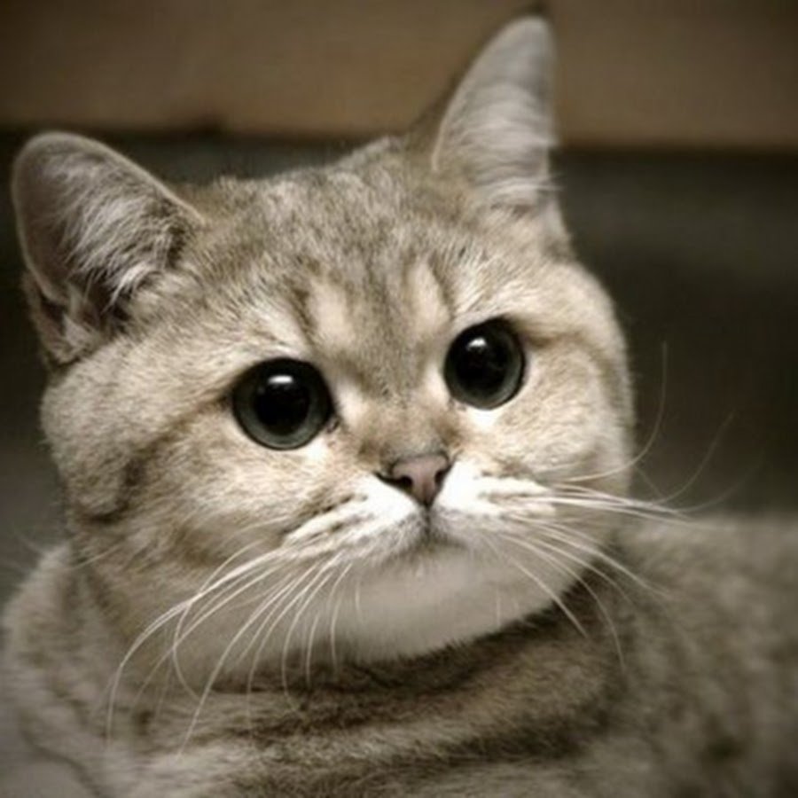 Я люблю тебя вредина