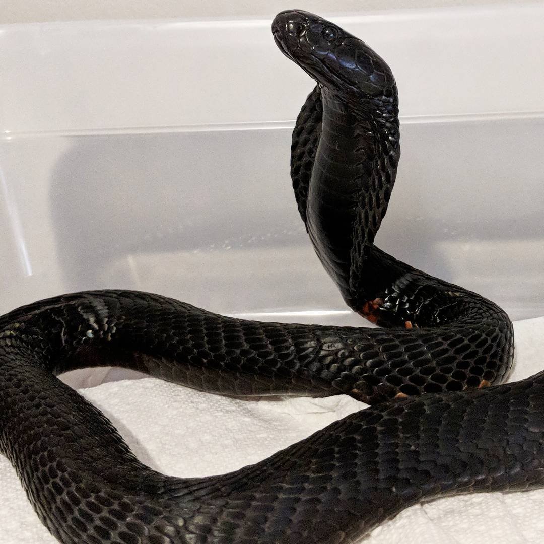 Обыкновенная гадюка черная