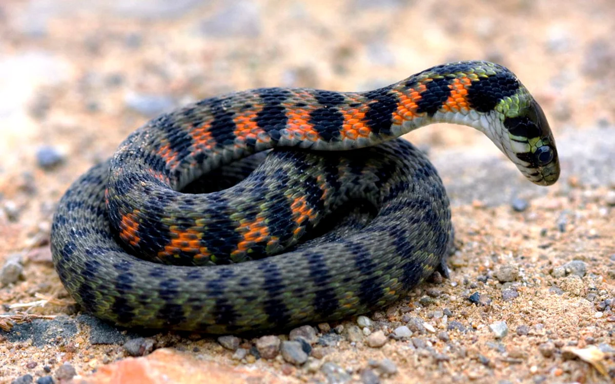 Уж обыкновенный - змея неядовитая