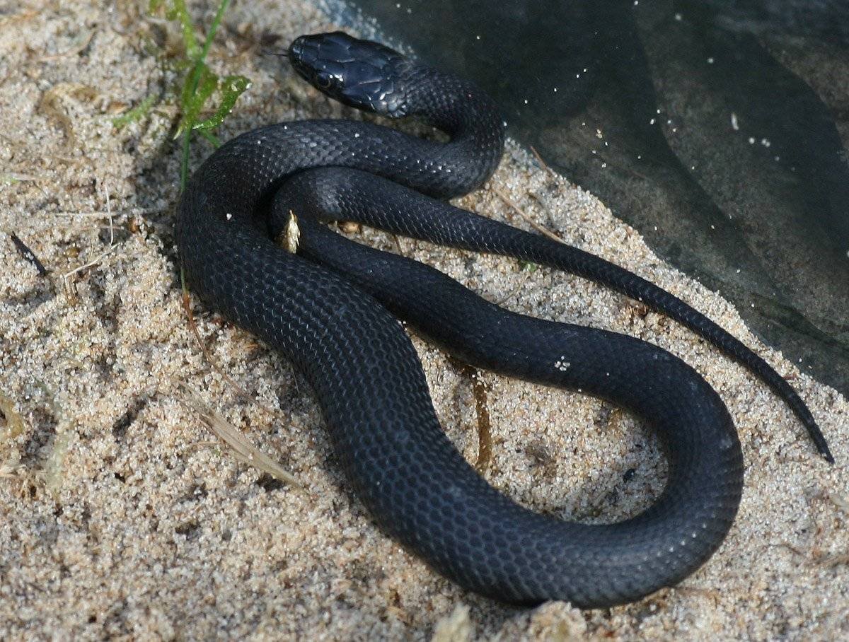 Гадюка Никольского (Vipera nikolskii)