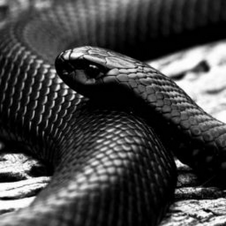 Обыкновенная гадюка