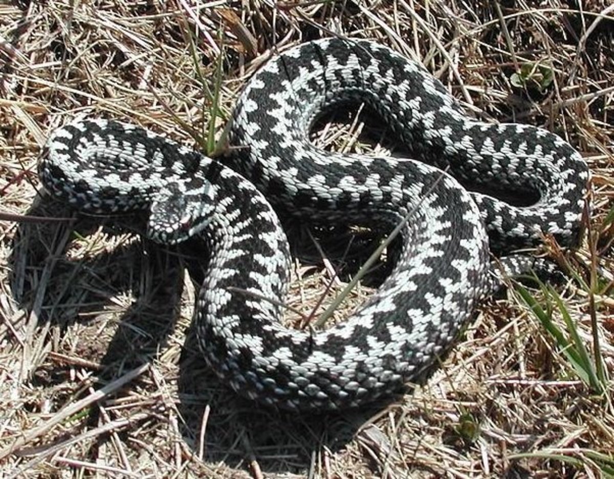 Змея уползает